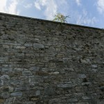 A tree grows on the wall of Eastern State Pennitentary
