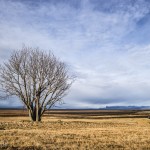 The Last Tree