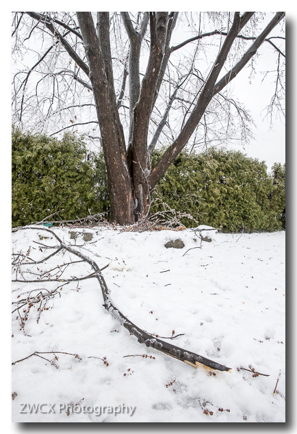 Lost branches