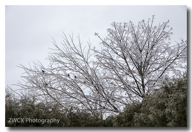 The birds managed to survive the ice.