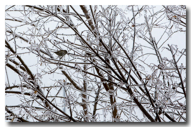 Tough day to be a bird.