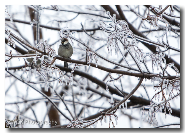 Tough day to be a bird.